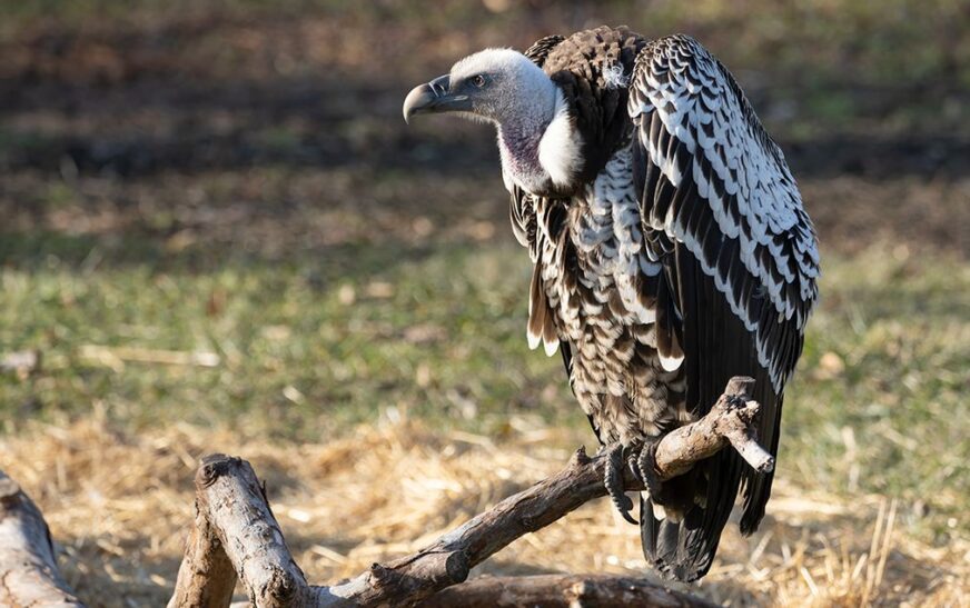 Nearly 1,00,000 humans are dying every year due to decline in Indian vultures: Study
