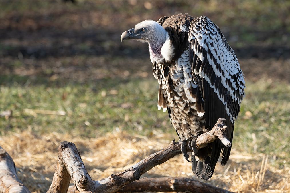 nearly-1,00,000-humans-are-dying-every-year-due-to-decline-in-indian-vultures:-study
