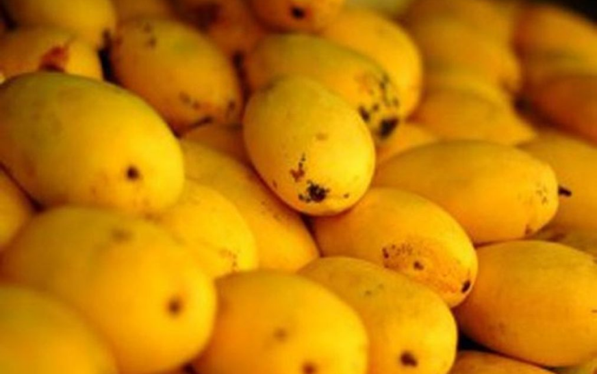 How Mukesh Ambani’s Reliance created Asia’s largest Mango estate