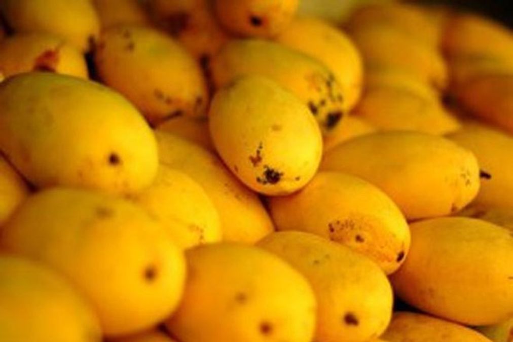 how-mukesh-ambani’s-reliance-created-asia’s-largest-mango-estate