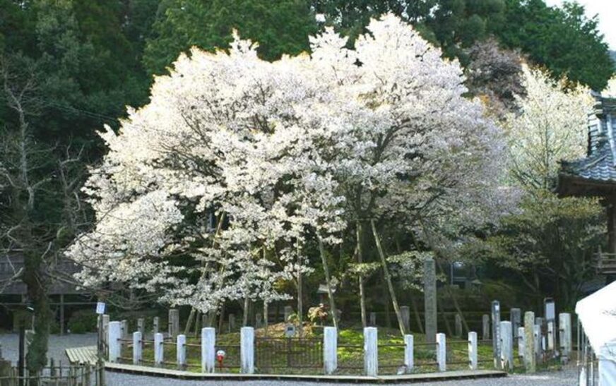 How a seed taken to space mysteriously changed after returning to Earth