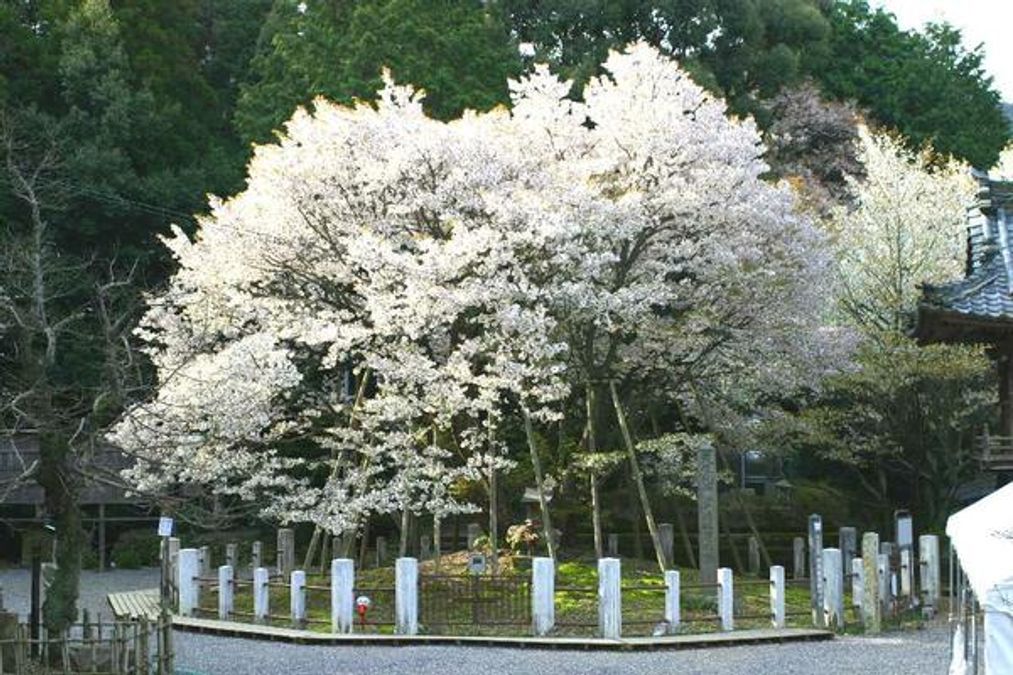 how-a-seed-taken-to-space-mysteriously-changed-after-returning-to-earth